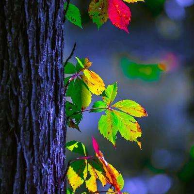 乐鱼(中国)官方网站下载手机版